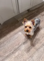 Dolly, a female Yorkshire Terrier for sale in Winston-Salem, NC – 2 of 3