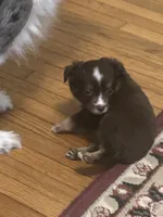 Brownie , a female Toy Australian Shepherd for sale in Little Rock, AR – 3 of 6