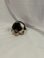 Cupcake, a female Toy Australian Shepherd for sale in Little Rock, AR – 3 of 4
