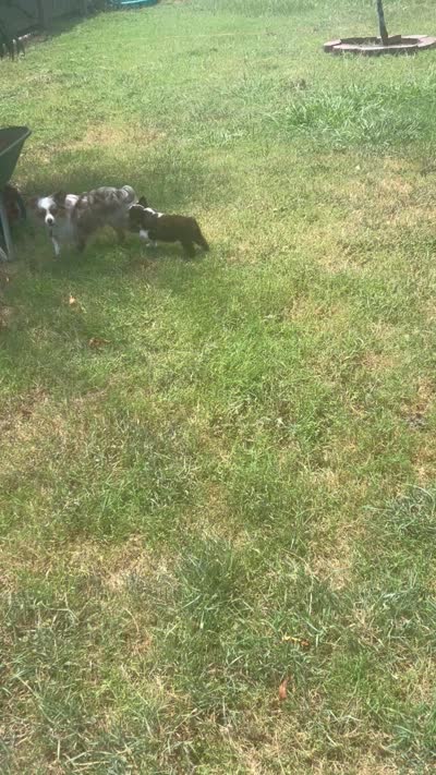 Brownie , a female Toy Australian Shepherd for sale in Little Rock, AR – 5 of 6