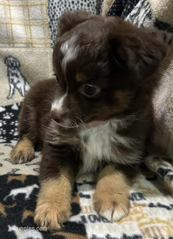 Brownie  – Toy Australian Shepherd puppy for sale in Little Rock, AR