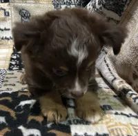 Brownie , a female Toy Australian Shepherd for sale in Little Rock, AR – 2 of 6