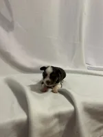 Cupcake, a female Toy Australian Shepherd for sale in Little Rock, AR – 4 of 4