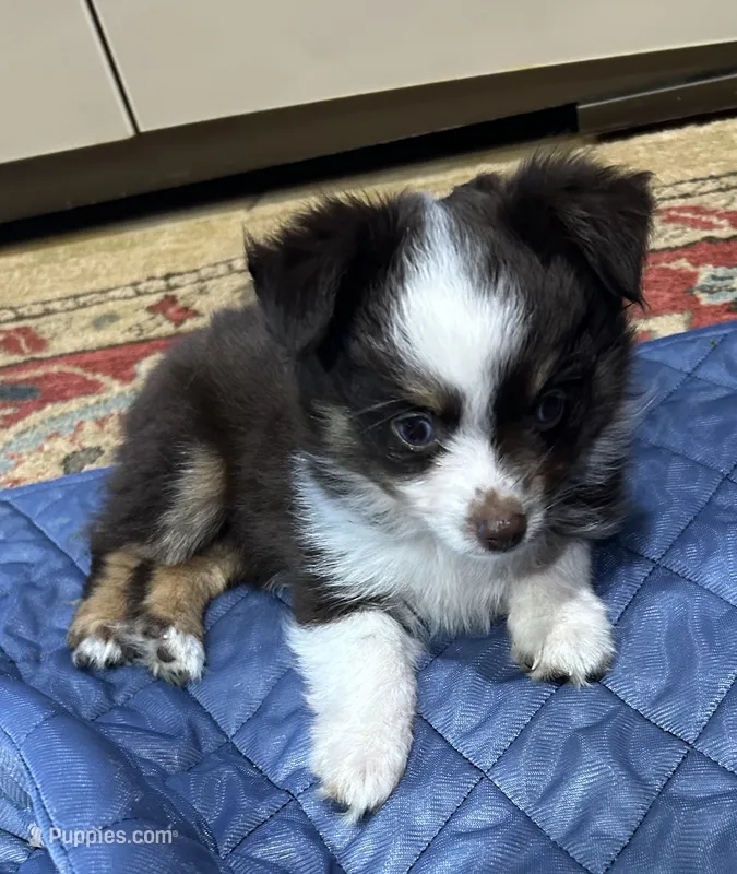 Cupcake – Toy Australian Shepherd puppy for sale in Little Rock, AR