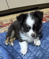 Cupcake, a female Toy Australian Shepherd for sale in Little Rock, AR – 1 of 4