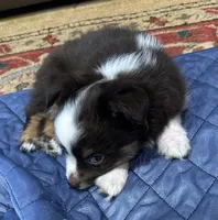 Cupcake, a female Toy Australian Shepherd for sale in Little Rock, AR – 2 of 4