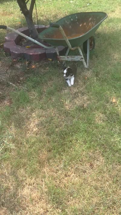 Brownie , a female Toy Australian Shepherd for sale in Little Rock, AR – 6 of 6