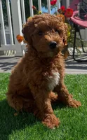 Rusty, a male Miniature Goldendoodle for sale in Staten Island, NY – 2 of 6