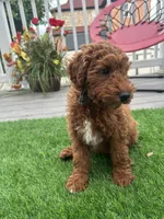 Rusty, a male Miniature Goldendoodle for sale in Staten Island, NY – 3 of 6