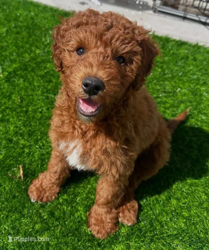 Rusty – Miniature Goldendoodle puppy for sale in Staten Island, NY