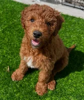 Rusty, a male Miniature Goldendoodle for sale in Staten Island, NY – 1 of 6