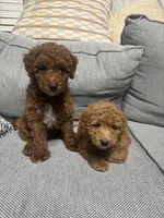 Rusty, a male Miniature Goldendoodle for sale in Staten Island, NY – 6 of 6