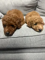 Rusty, a male Miniature Goldendoodle for sale in Staten Island, NY – 5 of 6