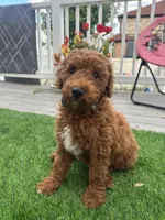 Rusty, a male Miniature Goldendoodle for sale in Staten Island, NY – 4 of 6