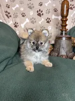 Peter Piper, a male Pomeranian for sale in Godwin, NC – 5 of 5