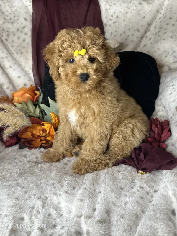 Feebee  – Poodle - Toy  puppy for sale in Godwin, NC