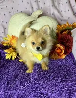 Penny, a female Pomeranian for sale in Godwin, NC – 2 of 4