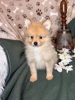 Prancer , a male Pomeranian for sale in Godwin, NC – 4 of 4