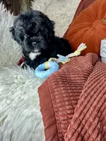 Mickey , a male Peekapoo for sale in Godwin, NC – 2 of 6