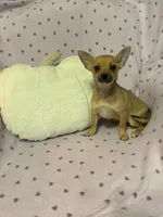 Cici , a female Pomchi for sale in Godwin, NC – 4 of 6