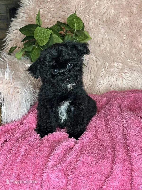 Brittany  – Yorkipoo puppy for sale in Godwin, NC