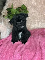 Brittany , a female Yorkipoo for sale in Godwin, NC – 1 of 6