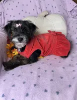 Peppy, a female Yorkipoo for sale in Godwin, NC – 6 of 7