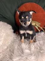Ceaser , a male Pomchi for sale in Godwin, NC – 3 of 5
