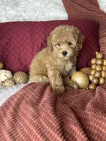 Frito, a male Poodle - Toy  for sale in Godwin, NC – 2 of 6