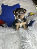 Shiloh, a male Chorkie for sale in Godwin, NC – 3 of 6