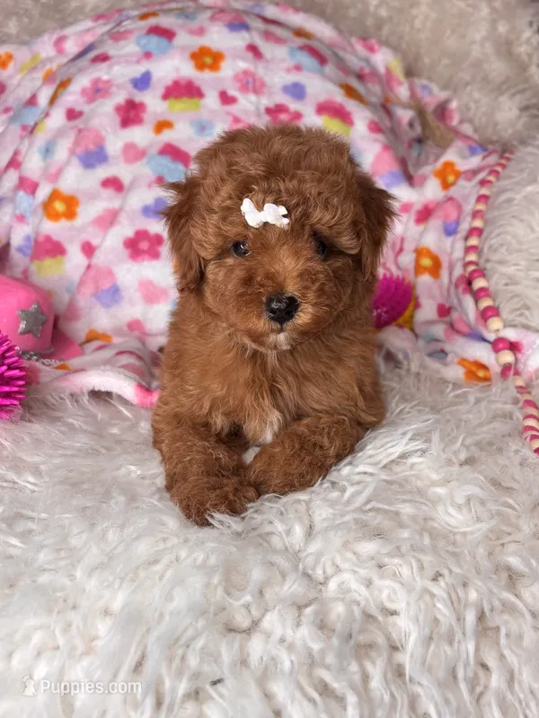 Feebee  – Poodle - Toy  puppy for sale in Godwin, NC