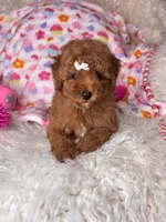 Feebee , a female Poodle - Toy  for sale in Godwin, NC – 1 of 3