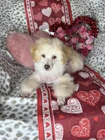 Peppy, a female Poodle - Toy  for sale in Godwin, NC – Photo 2 of 5