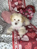 Peppy, a female Poodle - Toy  for sale in Godwin, NC – Photo 3 of 5