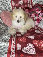 Peppy, a female Poodle - Toy  for sale in Godwin, NC – Photo 5 of 5