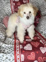 Peppy, a female Poodle - Toy  for sale in Godwin, NC – Photo 1 of 5