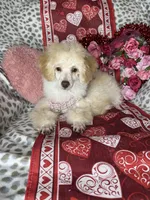 Peppy, a female Poodle - Toy  for sale in Godwin, NC – Photo 4 of 5