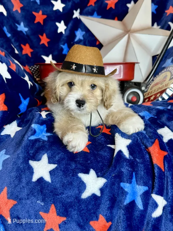 Winston – Pekingese, Poodle - Toy  puppy for sale in Godwin, NC