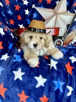 Winston, a male Pekingese and Poodle - Toy  for sale in Godwin, NC – 1 of 4