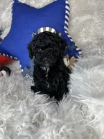 Rocky, a male Poodle - Toy  for sale in Godwin, NC – 2 of 3