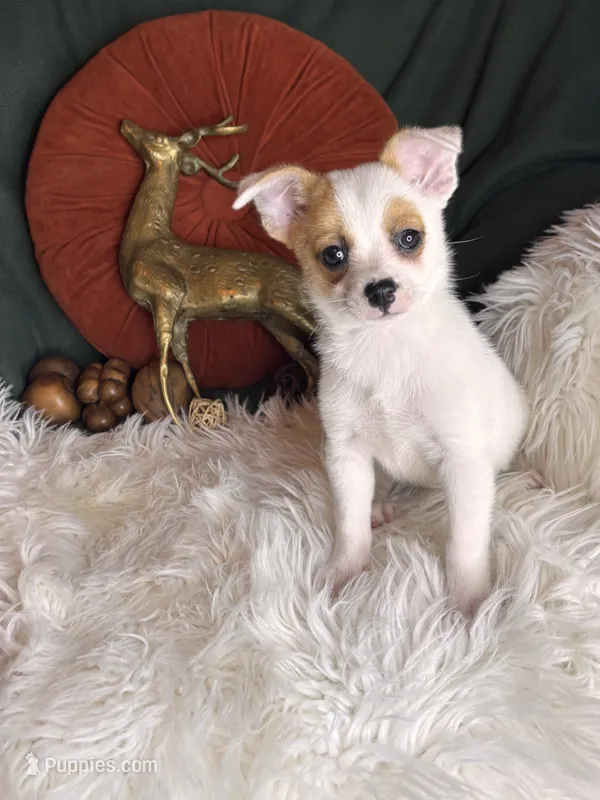 Cosmo  – Pomchi puppy for sale in Godwin, NC