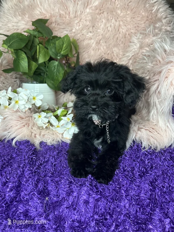 Brittany  – Yorkipoo puppy for sale in Godwin, NC