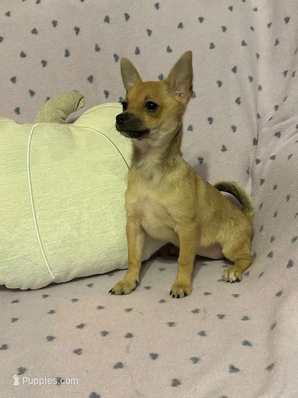 Cici  – Pomchi puppy for sale in Godwin, NC