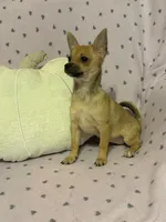 Cici , a female Pomchi for sale in Godwin, NC – 1 of 6