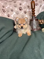 Pickle, a male Pomeranian for sale in Godwin, NC – 3 of 3