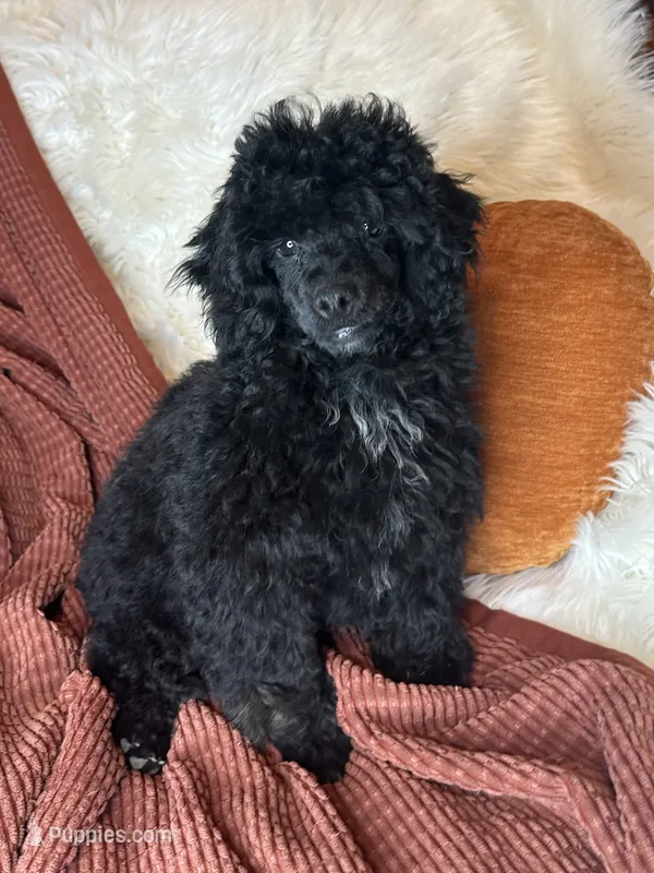 Rocky – Poodle - Toy  puppy for sale in Godwin, NC