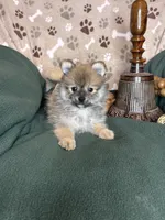 Peter Piper, a male Pomeranian for sale in Godwin, NC – 3 of 5