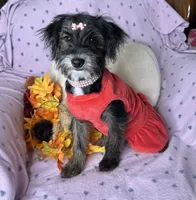 Peppy, a female Yorkipoo for sale in Godwin, NC – 4 of 7