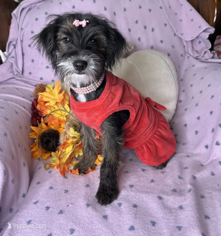 Peppy – Yorkipoo puppy for sale in Godwin, NC
