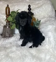 Rocky, a male Poodle - Toy  for sale in Godwin, NC – 4 of 5